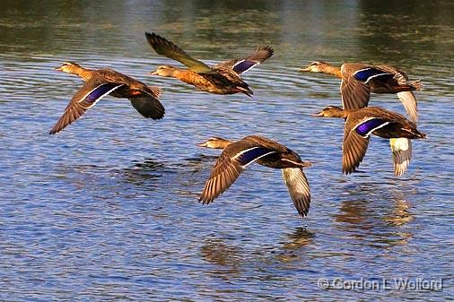 Ducks In Flight_51185.jpg - Photographed at Lindsay, Ontario, Canada.